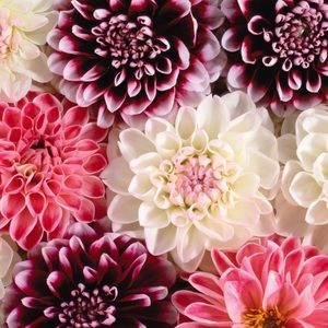 Meet your Posher, Perla